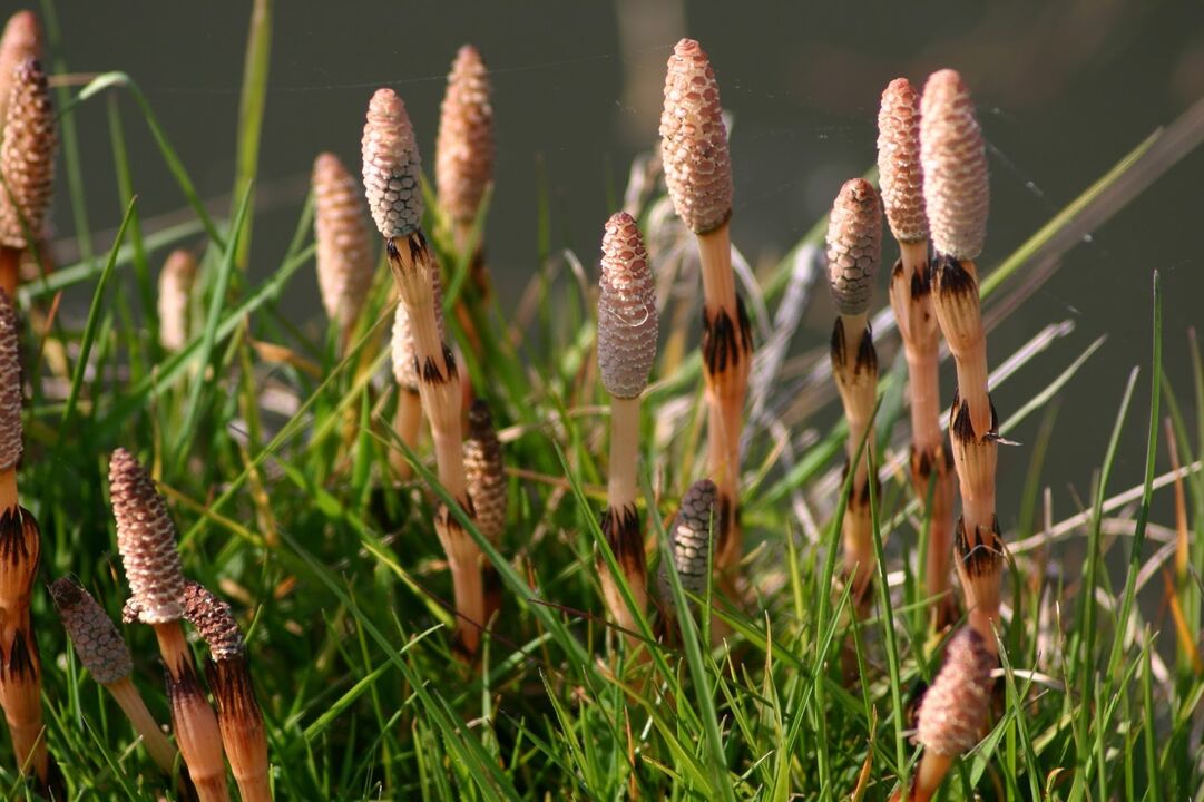 Horsetail fir d'Behandlung vu Cystitis