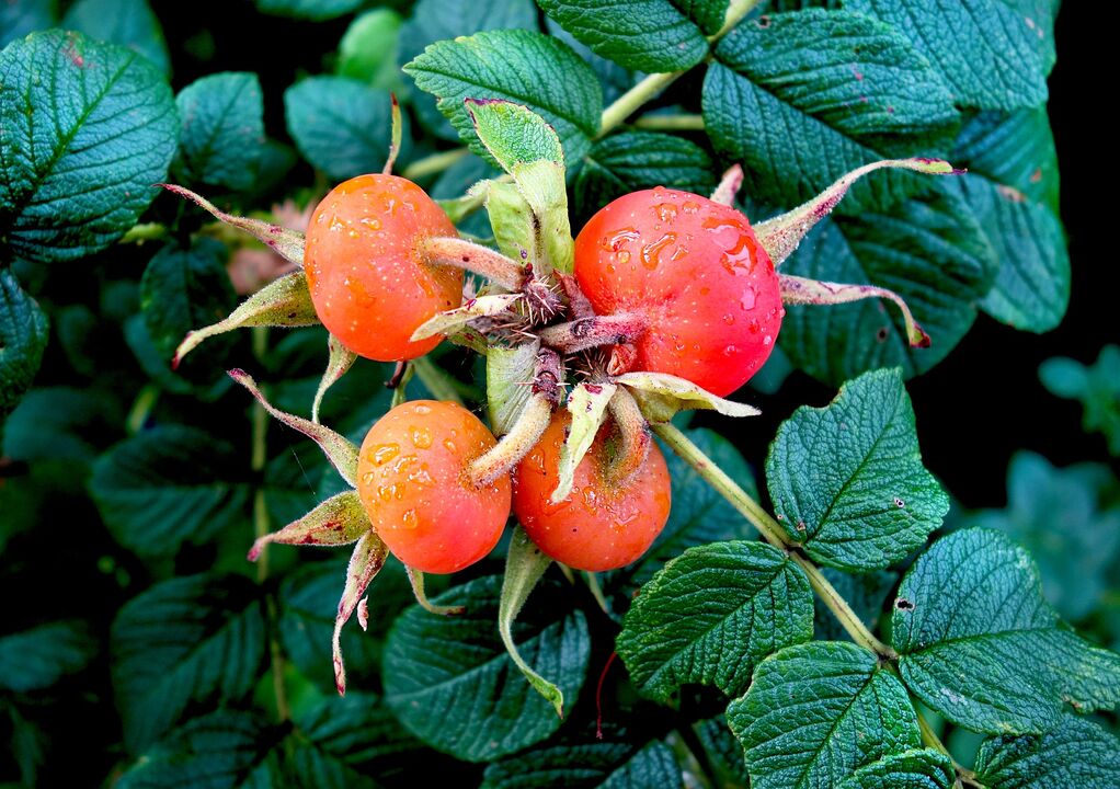 rose Hips fir d'Behandlung vu Cystitis